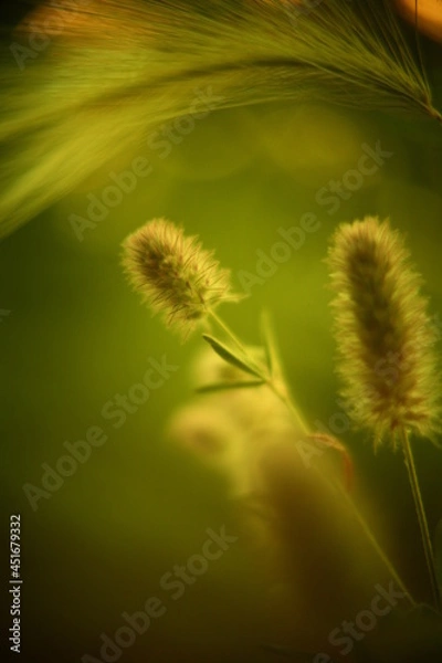 Obraz Abstract macro photo with bokeh effect.