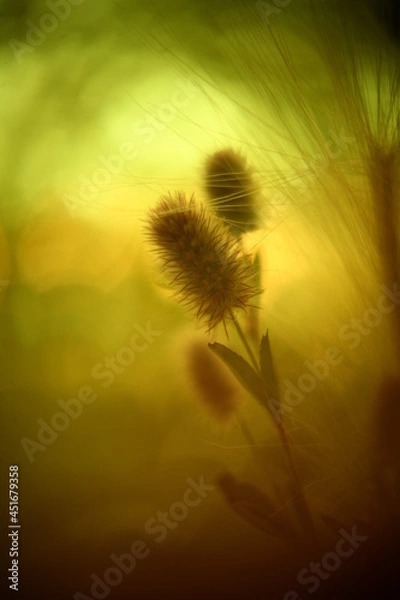 Obraz Abstract macro photo with bokeh effect.