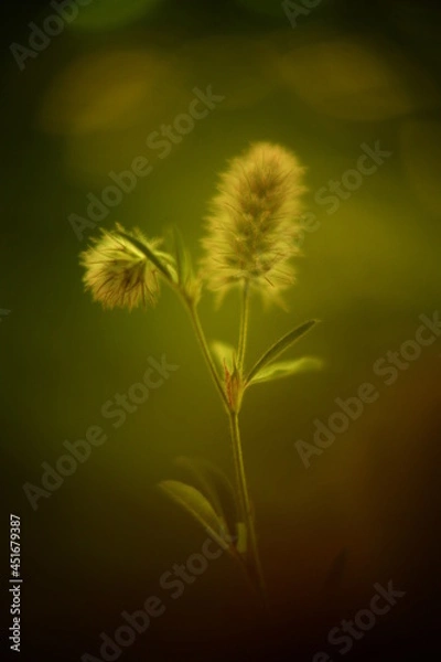 Obraz Abstract macro photo with bokeh effect.