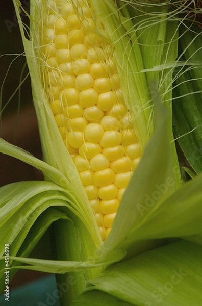 Fototapeta corn on the cob