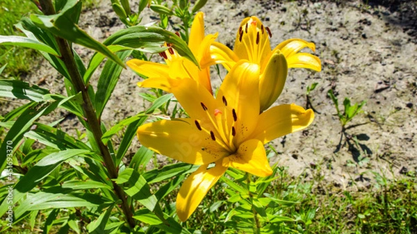 Fototapeta żółte lilie