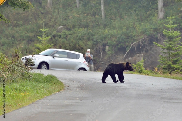 Obraz 観光客とヒグマ（北海道・知床）
