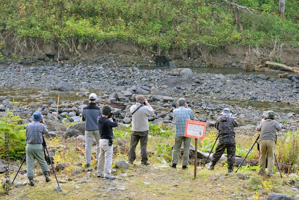 Obraz カメラマンとヒグマ（北海道・知床）
