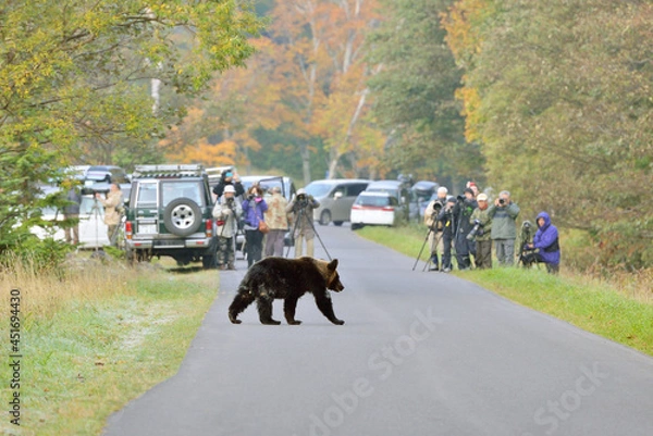 Obraz カメラマンとヒグマ（北海道・知床）
