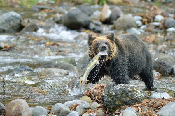 Obraz サケを捕らえたヒグマ（北海道・知床）
