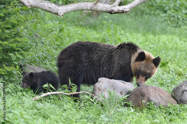 Obraz ヒグマの親子（北海道・知床）
