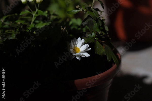 Obraz flower in the hand