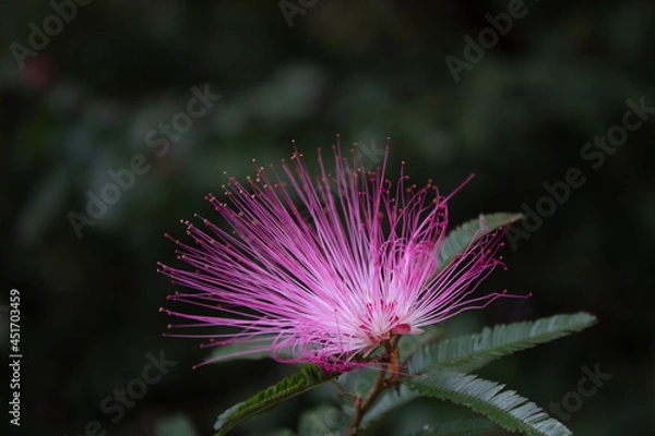 Obraz Detalhes do Olhar