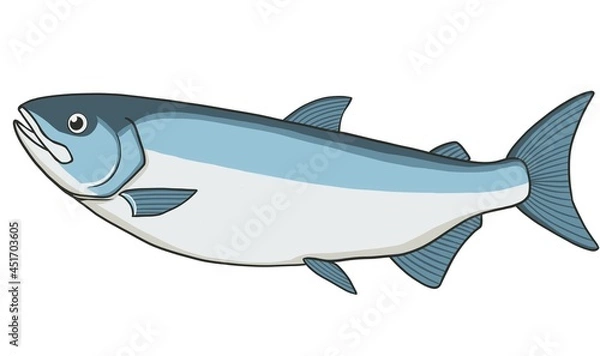 Fototapeta サケ(白鮭)のイラスト