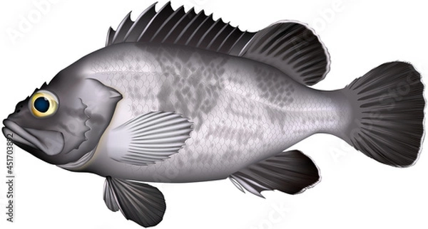 Obraz キツネメバル　／　マゾイ　イラスト　ベクター形式