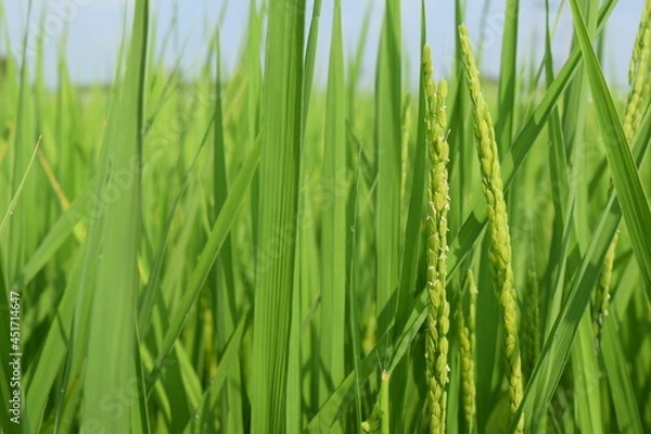 Obraz イネの花 山形県 庄内米