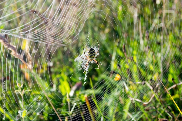 Obraz Wasp Spider in the Web