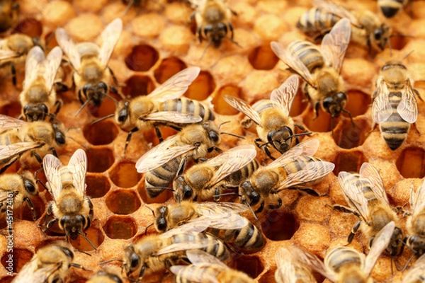 Obraz Bees with honey combs, closeup