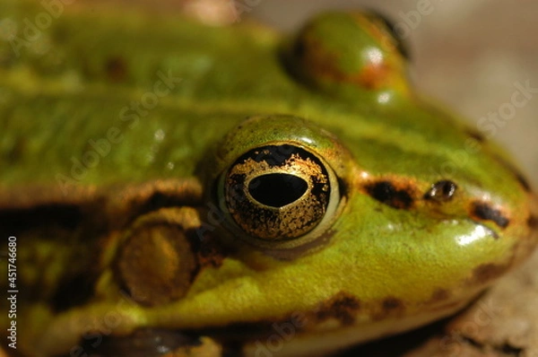 Fototapeta grenouille