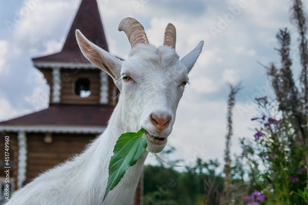 Fototapeta Portrait of a goat with a leaf in its mouth on the street while walking on a summer day. A young goat with white hair and round horns. close-up. The goat looks closely at the photographer. 