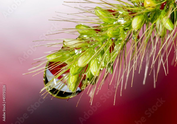 Fototapeta A falling water drop