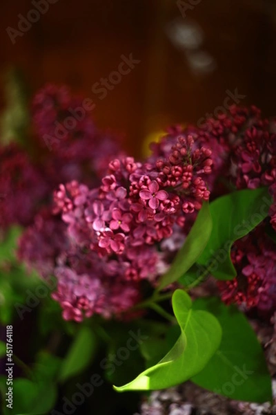 Obraz Flowers with bokeh and blur effect