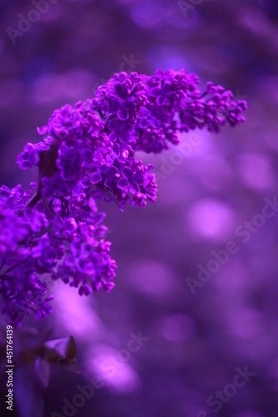 Obraz Flowers with bokeh and blur effect