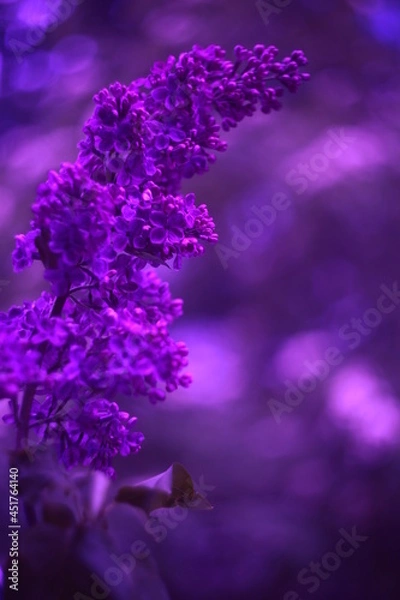 Obraz Flowers with bokeh and blur effect