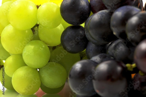 Obraz White and red grape