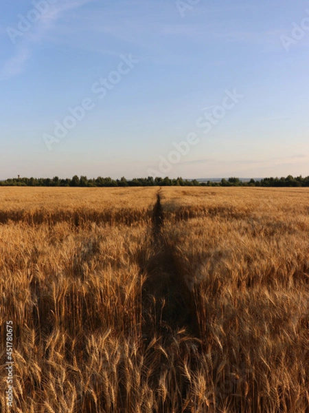 Fototapeta Countryside living