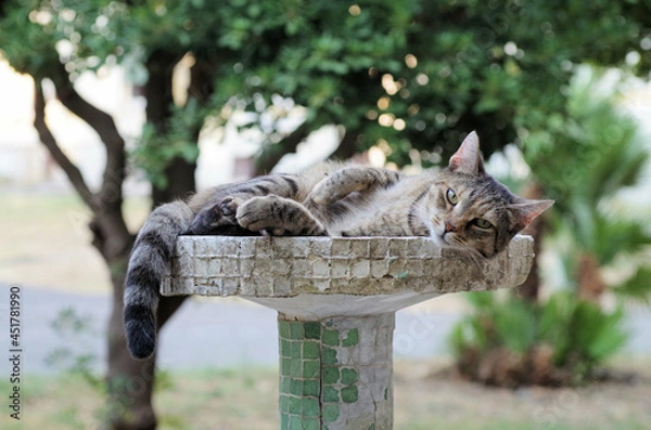 Obraz cat in a fountain