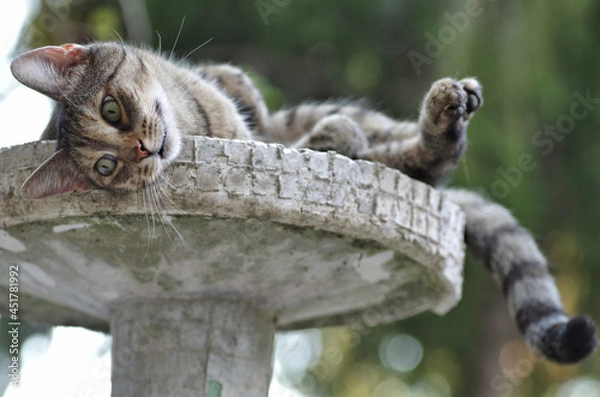 Obraz cat on fountain like a model