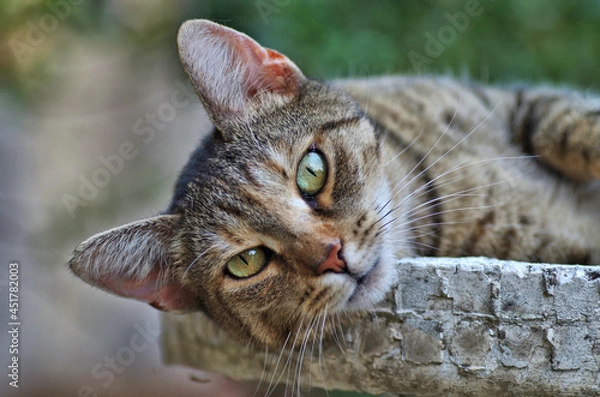 Obraz a beautidul grey cat  portrait