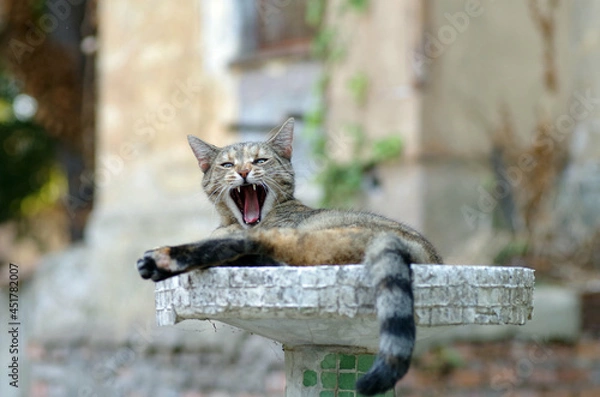 Fototapeta furious cat looking at camera