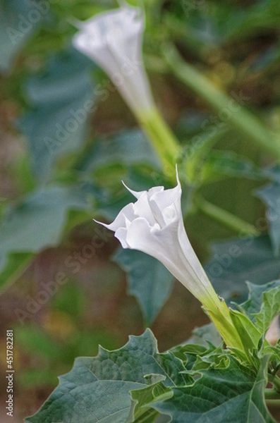 Obraz datura stramonium flower close view