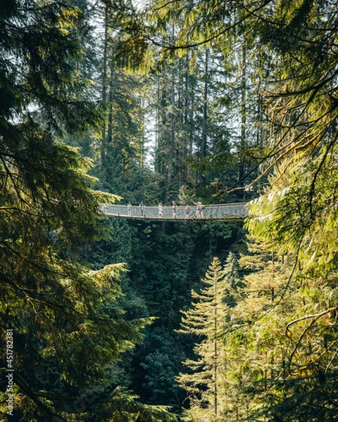 Obraz The Capilano Suspension Bridge from afar (Vancouver, BC Canada)