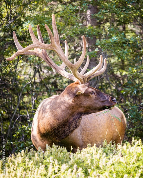 Obraz An elk at the side of the road in Banff, Alberta, Canada