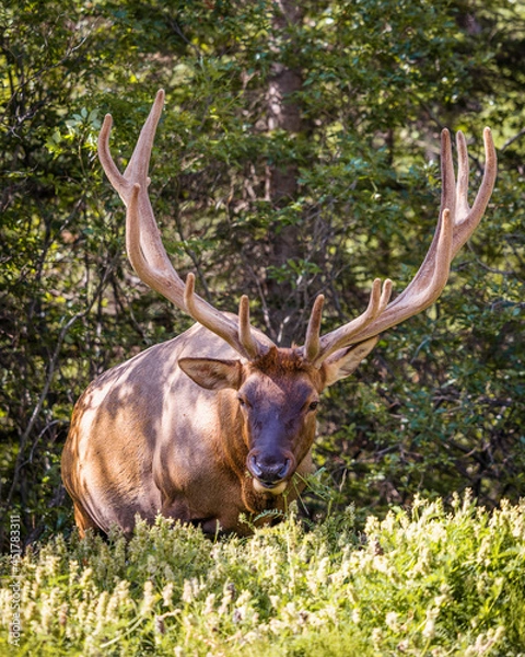 Obraz An elk at the side of the road in Banff, Alberta, Canada