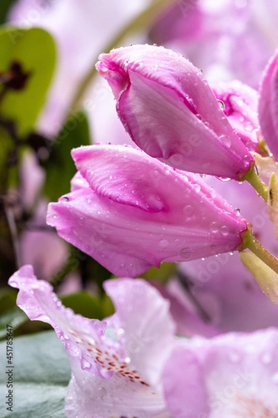 Fototapeta pink buds ready to bloom on rhododendron