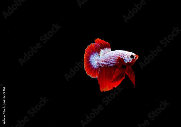 Obraz Blackground, marbled betta, red, white
