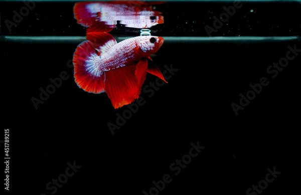 Obraz Blackground, marbled betta, red, white