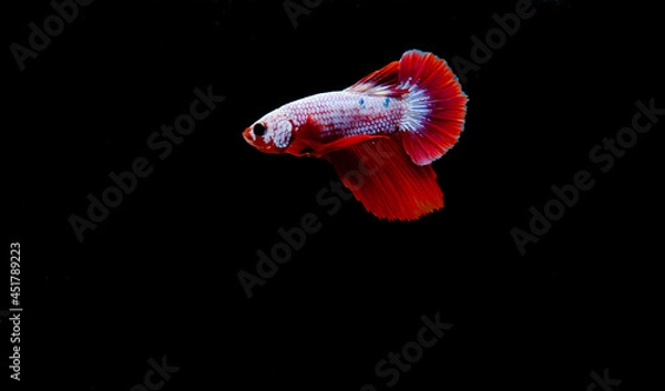 Obraz Blackground, marbled betta, red, white