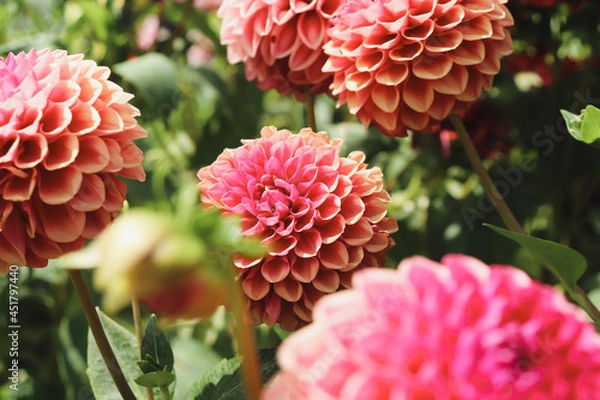 Fototapeta ダリア 花 ピンク　 鮮やか　花束 幻想的 綺麗 美しい 上品 大輪 かわいい  丸い