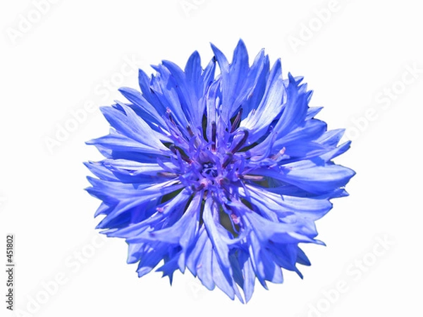 Obraz kornblumenblüte