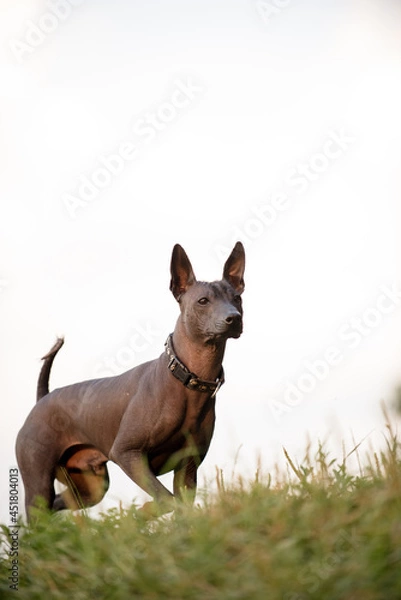 Obraz Dog with no fur named Xoloitzcuintle on sunrise in a park 