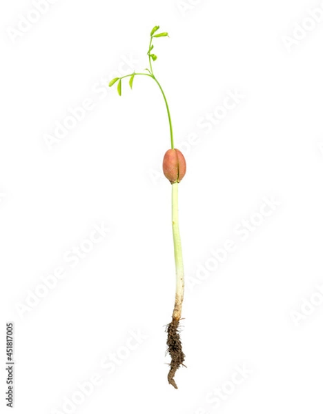 Fototapeta Sprouting tree isolated on white background.