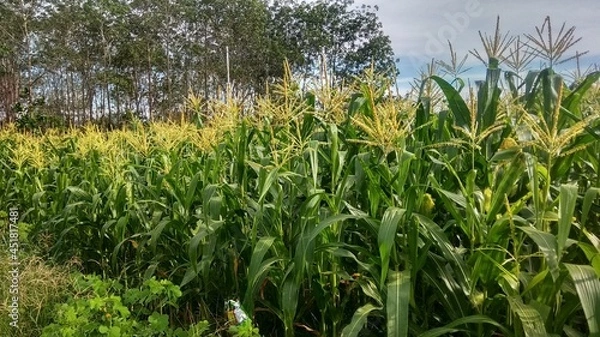 Fototapeta a wide expanse of flowered corn garden
