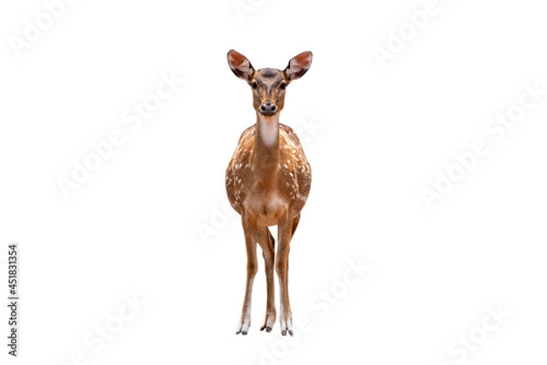 Fototapeta Spotted deer,Cute spotted fallow deer isolated on the white background.