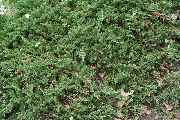 Fototapeta Juniperus horizontalis 'Prince of Wales' in the garden.