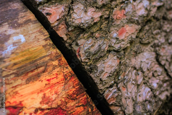 Fototapeta Tree bark texture. Autumn wood texture. Ageing wood.