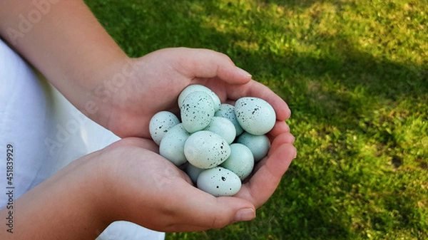 Obraz a farmer holds blue quail eggs in his hands. quail parody celadon. healthy dietary nutrition. colored easter eggs