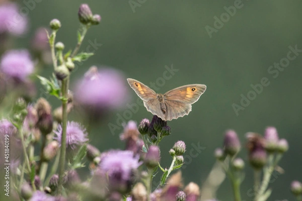 Fototapeta Schmetterling Großes Ochsenauge
