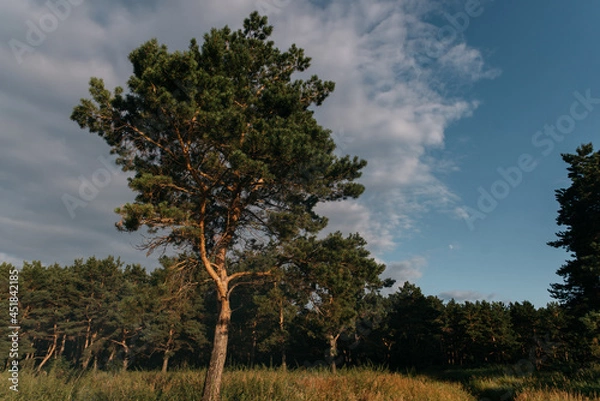 Obraz Photo of a Summer Camping Activity. Travel location of popular tourist outdoor. View of beautiful  Fir Forest Landscape. Vacation by the lake in a camp