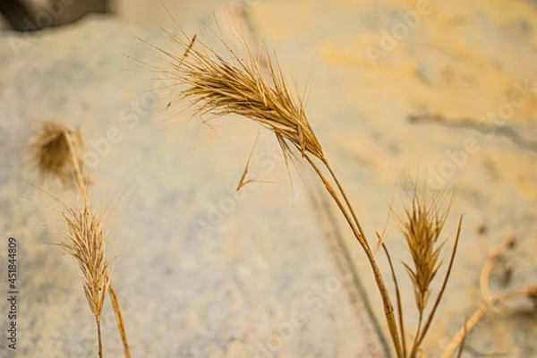 Obraz ears of wheat