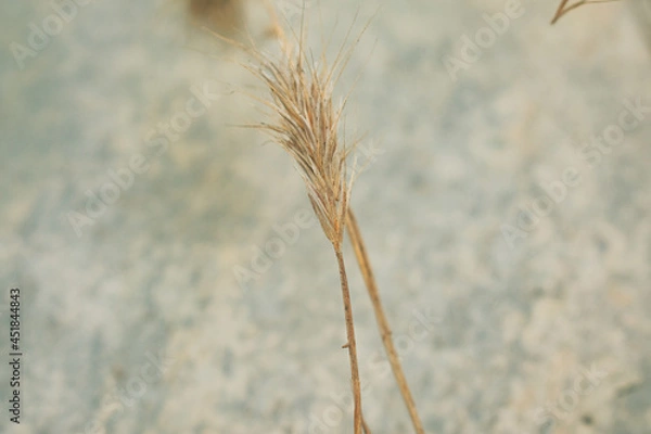 Obraz grass in the wind